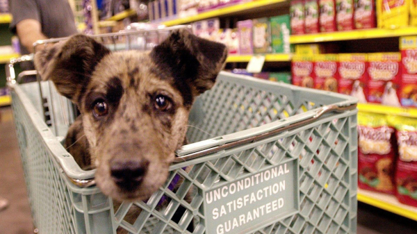 unc cane supermercato jpg