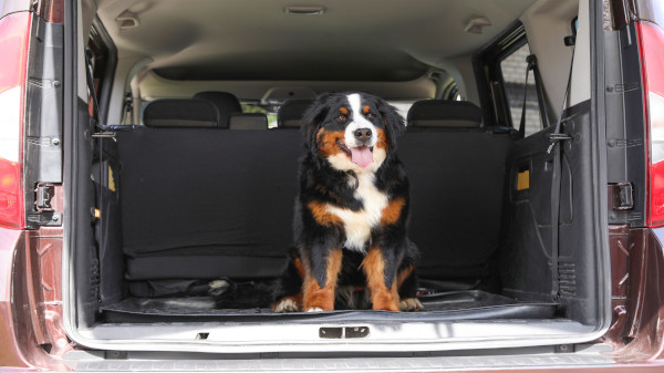 cane in auto unc jpg
