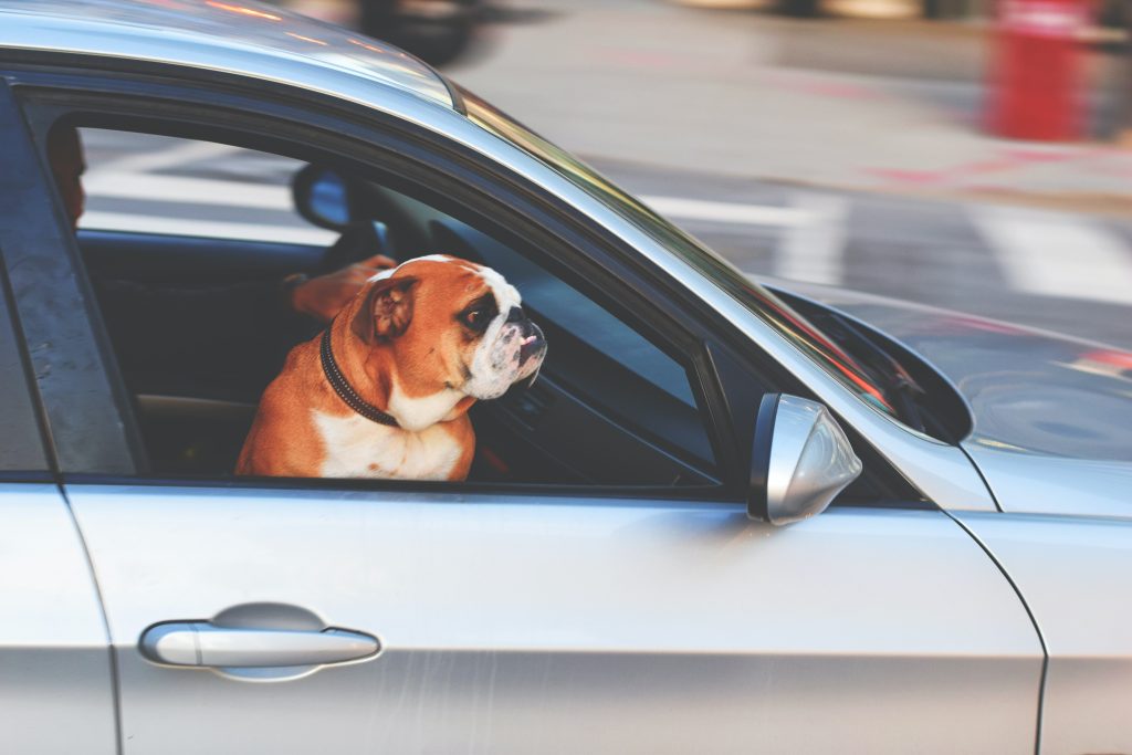 cane o gatto viaggio in auto