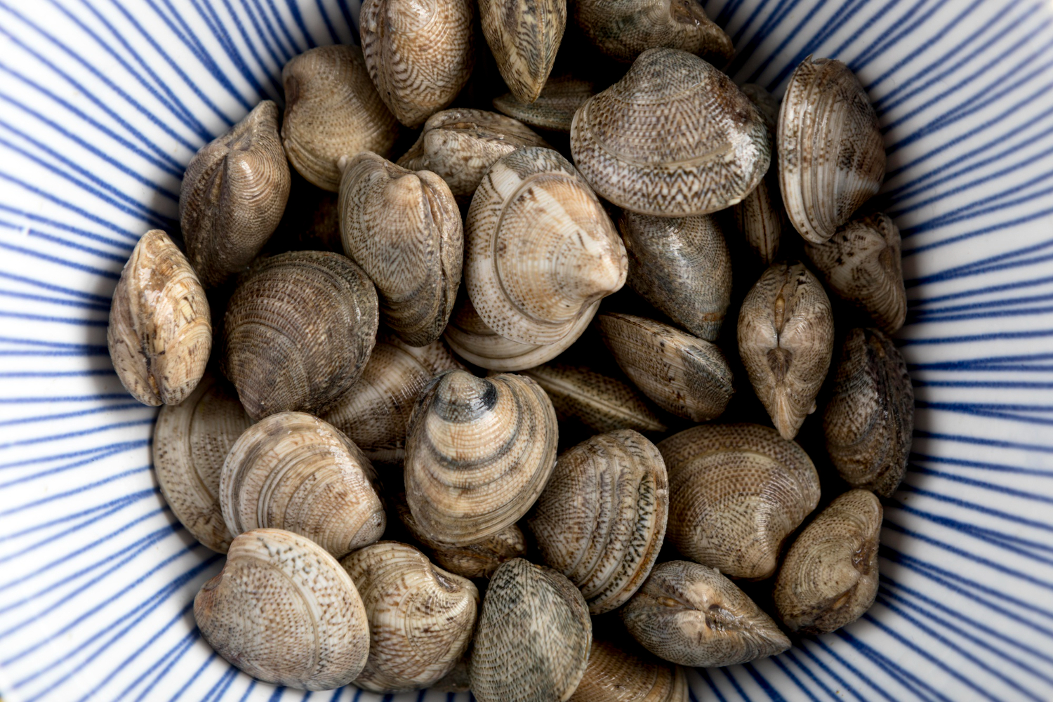 molluschi