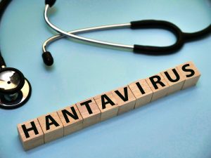hantavirus